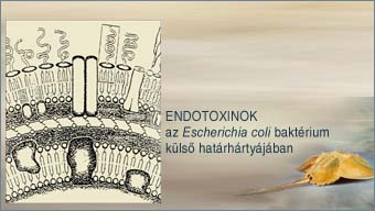 Endotoxinok az E. coli baktrium kls sejthrtyjban.