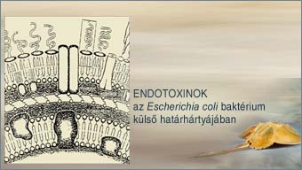 Endotoxinok az E. coli baktrium kls sejthrtyjban.